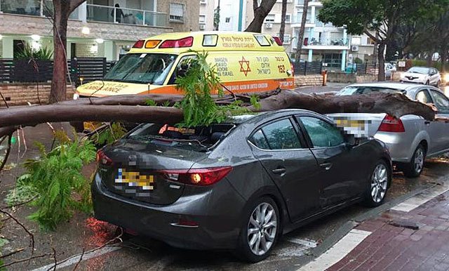 В Нешере на автомобиль рухнуло дерево