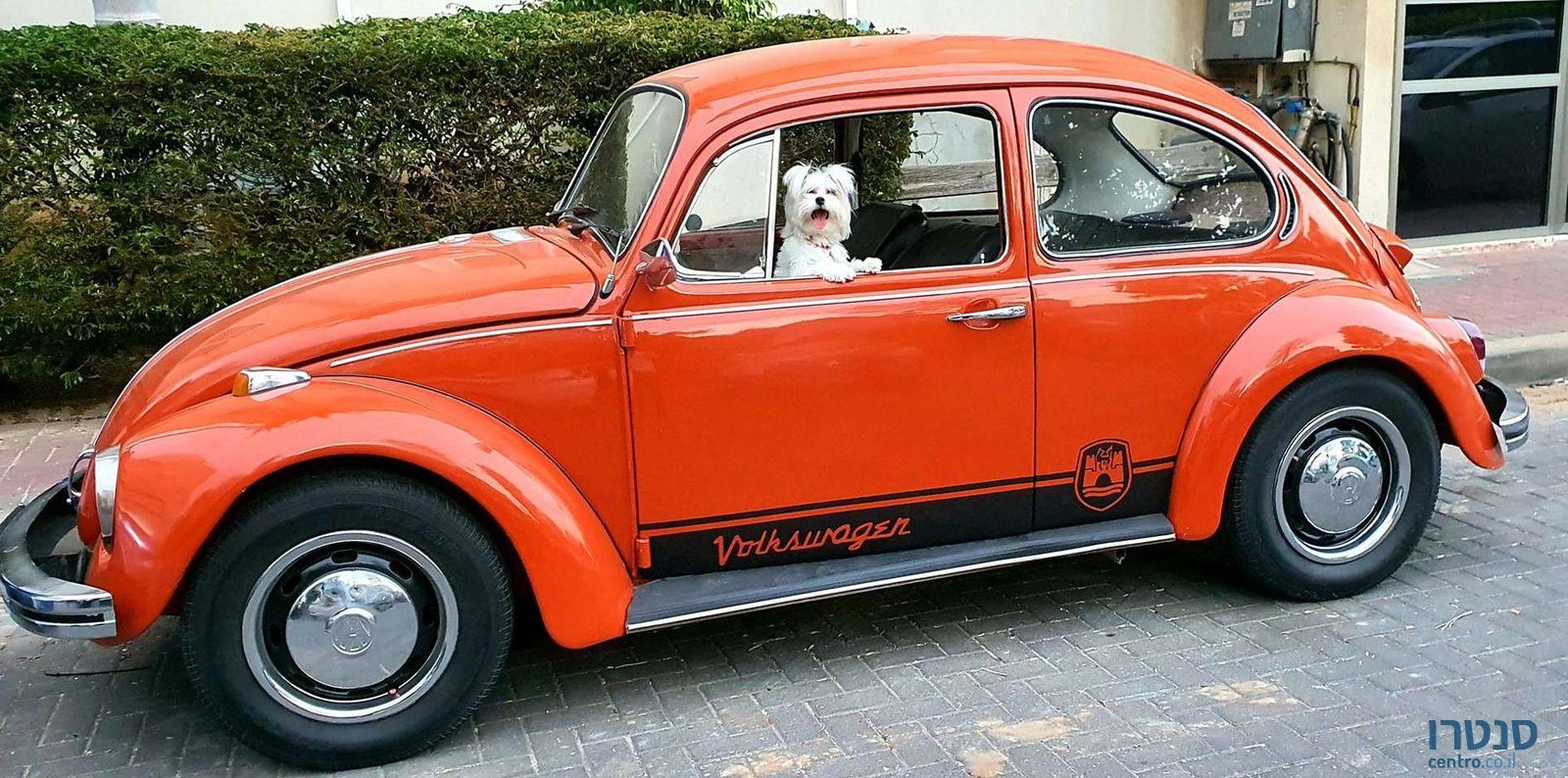 1982' Volkswagen Beetle פולקסווגן חיפושית photo #2