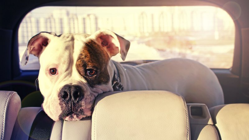 US: New Tennessee Law Allows People to Save Pets from Hot Cars