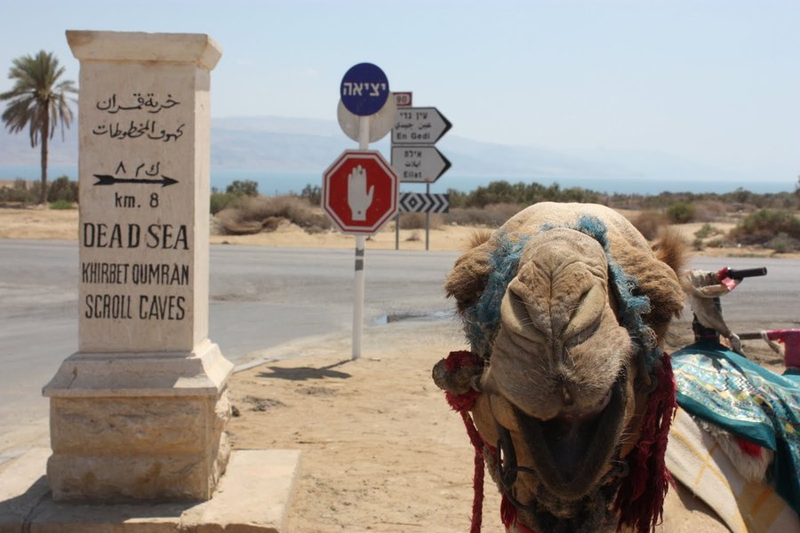 Верблюды-убийцы на дорогах: бедуины не хотят, власть не может