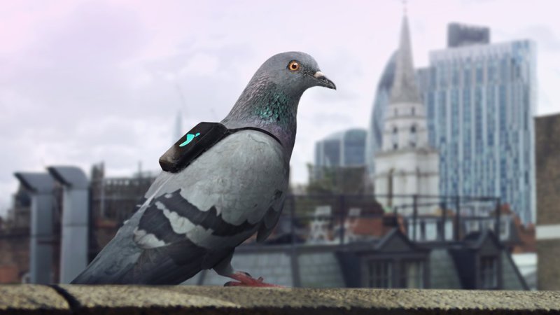Pigeon Air Patrol Measures London Air Pollution
