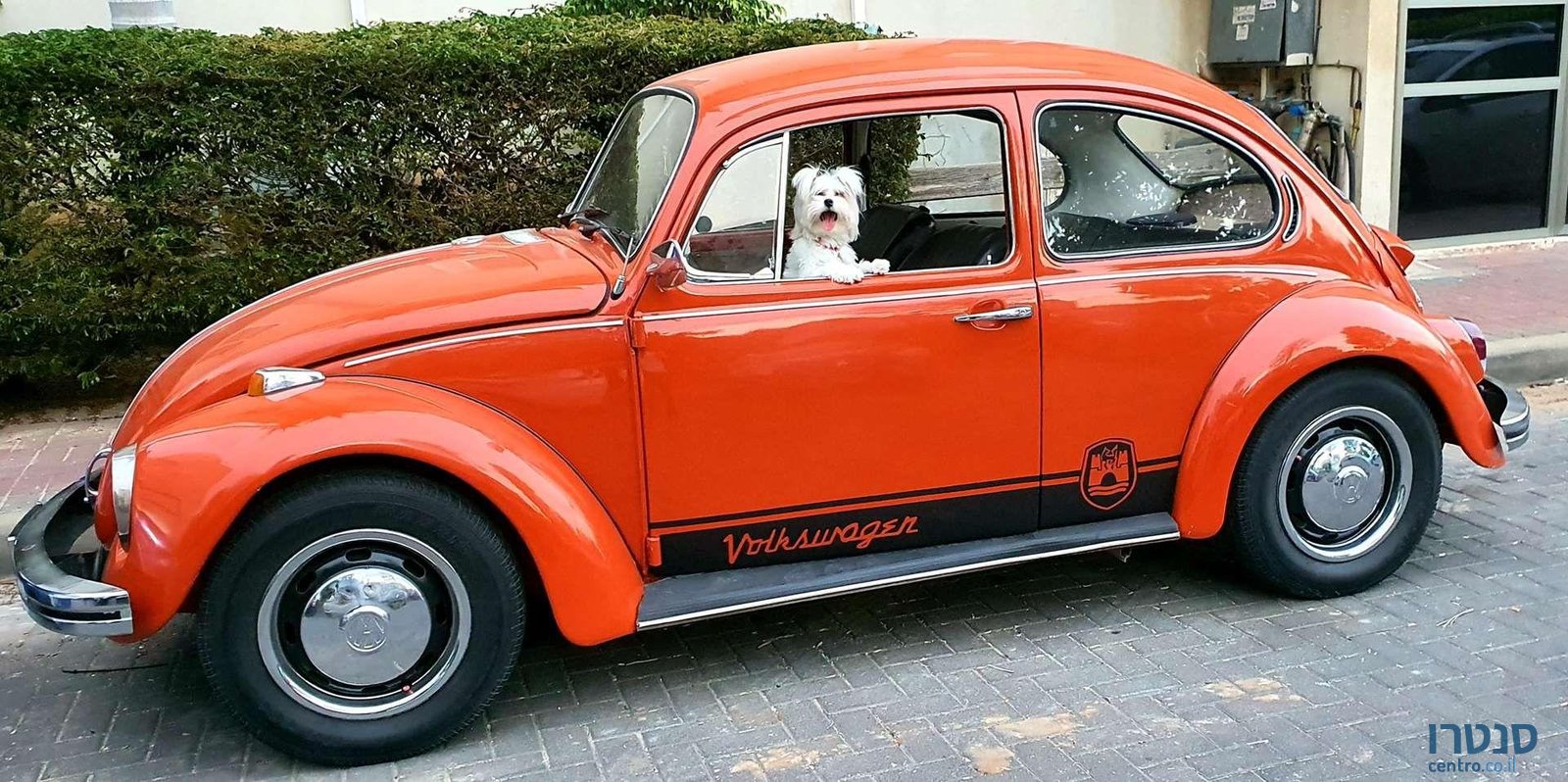1982' Volkswagen Beetle פולקסווגן חיפושית photo #2