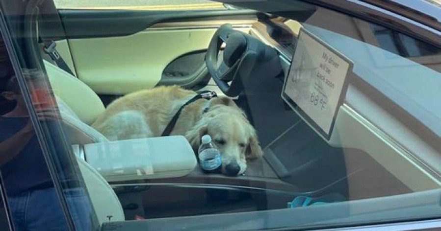 Sleepy Golden Retriever Seen Testing Tesla Model X Plaid Dog Mode