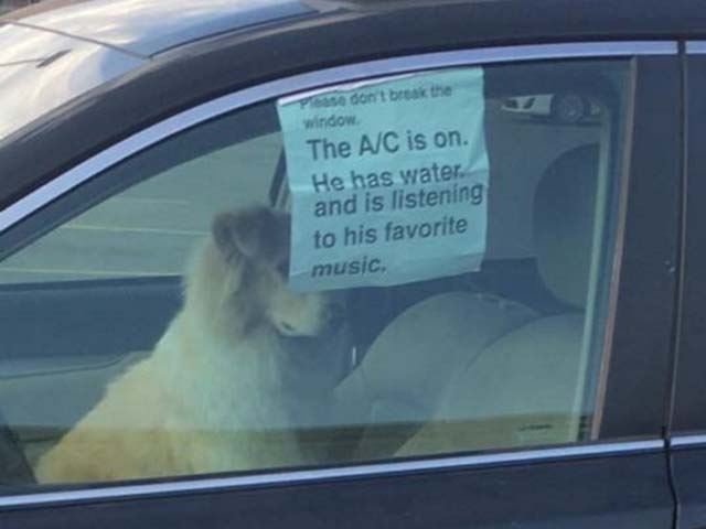 What Would You Do If You Saw This Dog Locked In A Car?