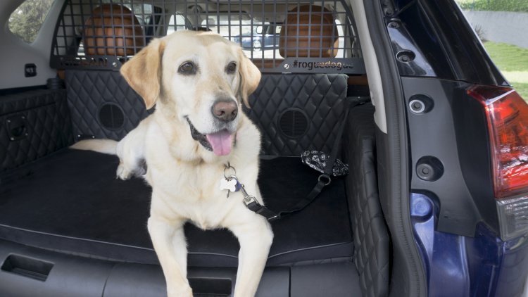Nissan creates the Rogue Dogue, a crossover dog owners will be begging for